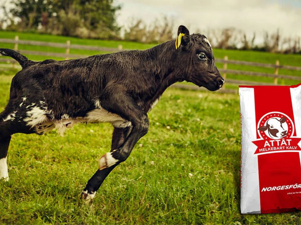 Økonomiske fordeler med Attåt Melkebart – Melkeerstatning for kalv