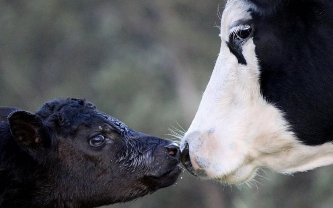 Både kua og kalven fortjener det aller beste