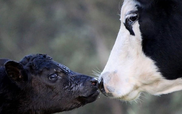 Både kua og kalven fortjener det aller beste