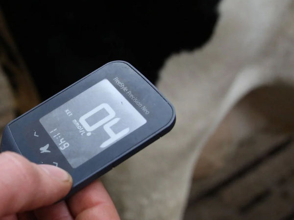 Forebygg melkefeber og ketose hos sinku