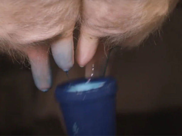 Forebygging av mastitt: Din nøkkel til sunne kyr og økt produktivitet