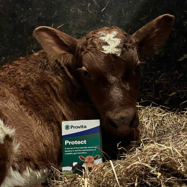 Derfor bør alle kalver få Provita Protect