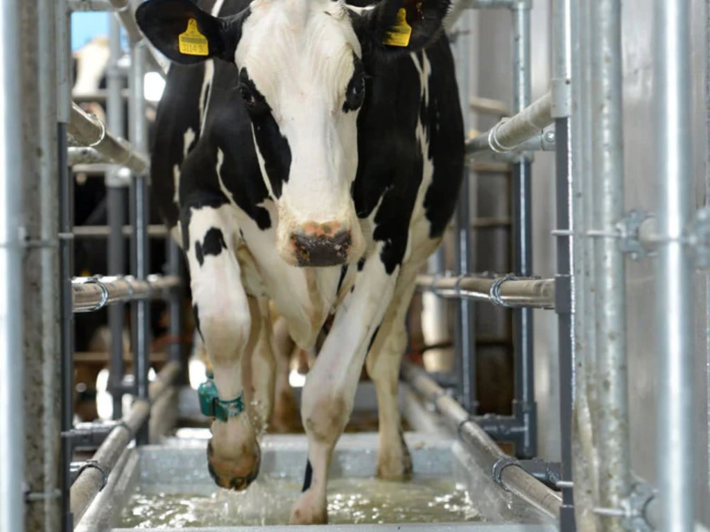 Klauvhelse: En nøkkel til sunne kyr og produktivitet