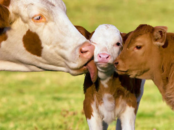 Tilvekstkalv: Nøkkelen til sunn vekst og utvikling