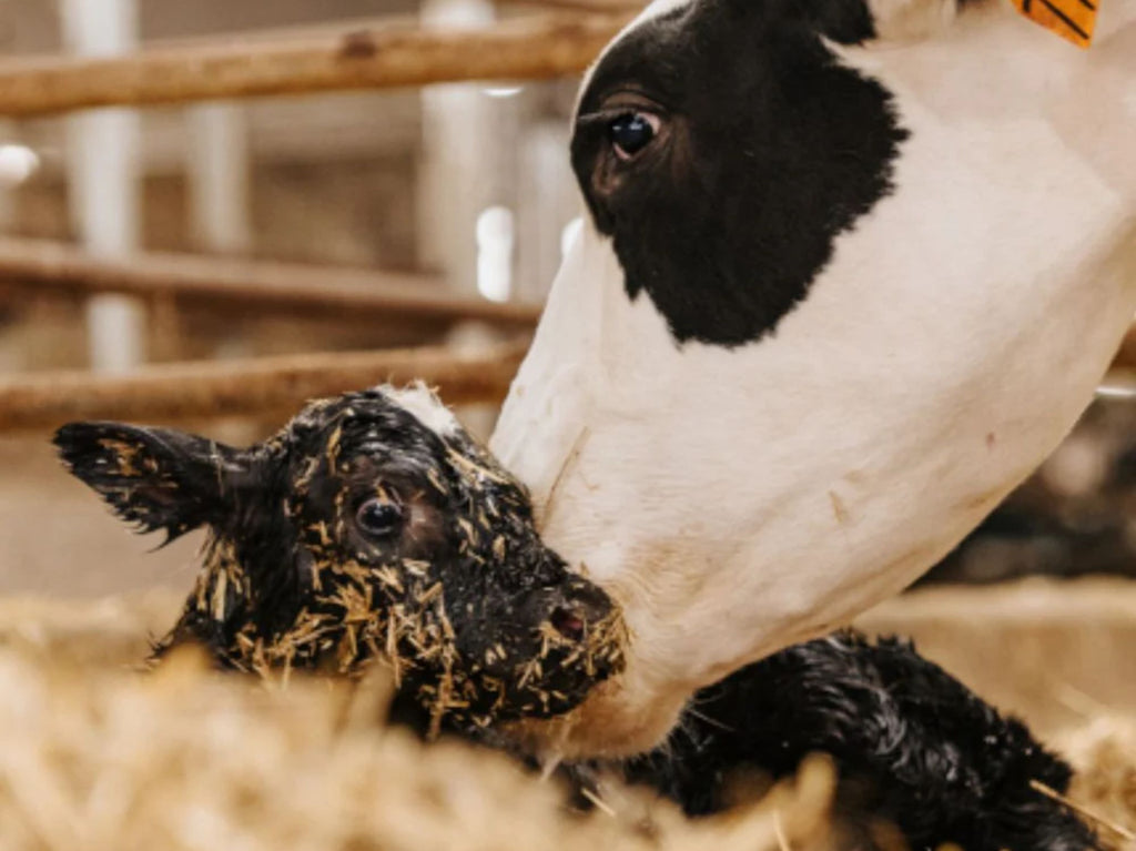 Sikre dine dyrs helse etter kalving!