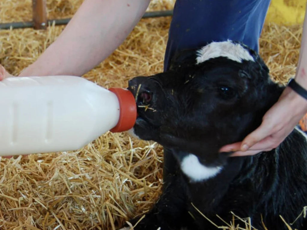 Høstkalvingen: Gi kalven en god start