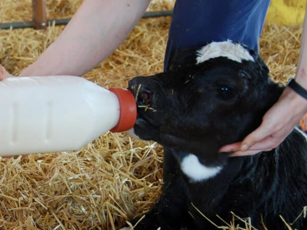 Høstkalvingen: Gi kalven en god start