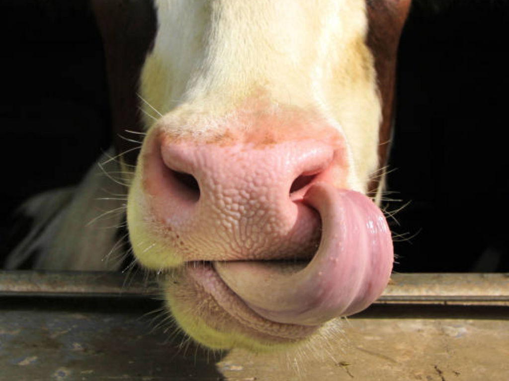 Hvorfor Nordic Block Premium er essensielt for moderne husdyrhold