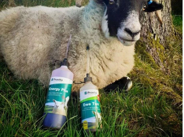 Provita Ewe Two – Energitilskuddet for søyer i krevende perioder