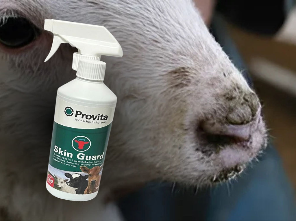 Skurv hos Sau – Hvordan takle utfordringen med Provita Skin Guard