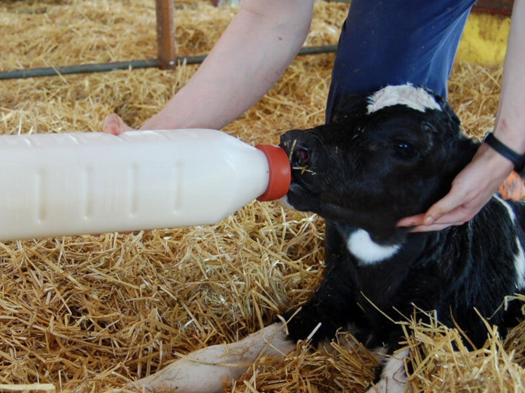 Hvorfor er råmelk så viktig for kalven?