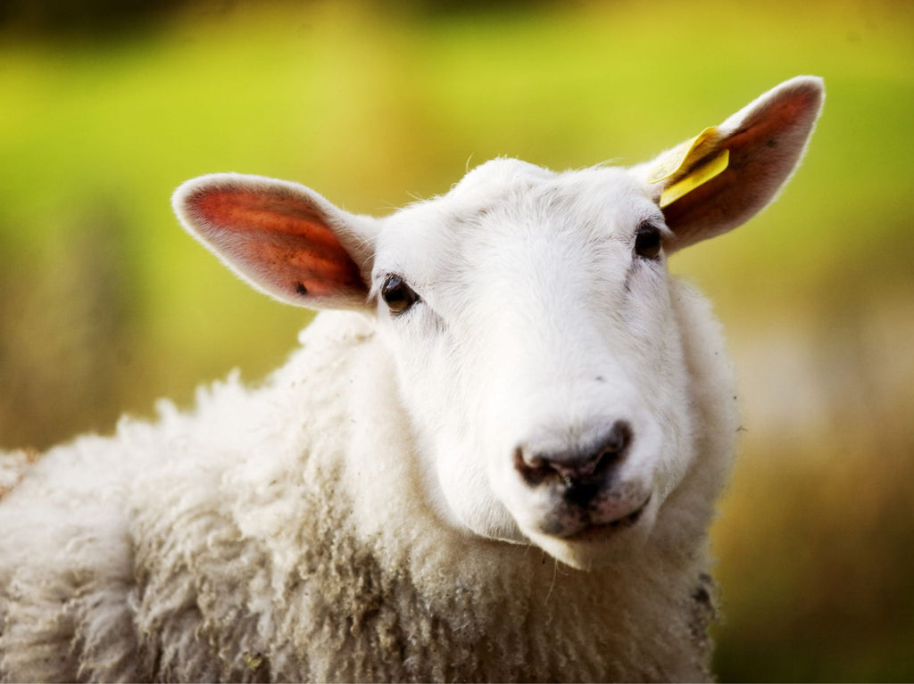 Hvorfor bruke STYRK Sau? En komplett løsning for sunnere og sterkere sauer