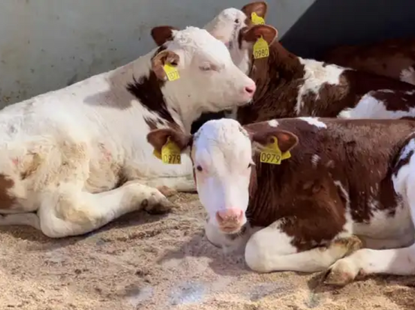 Selen og E-vitamin: Nøkkelen til en frisk og produktiv besetning