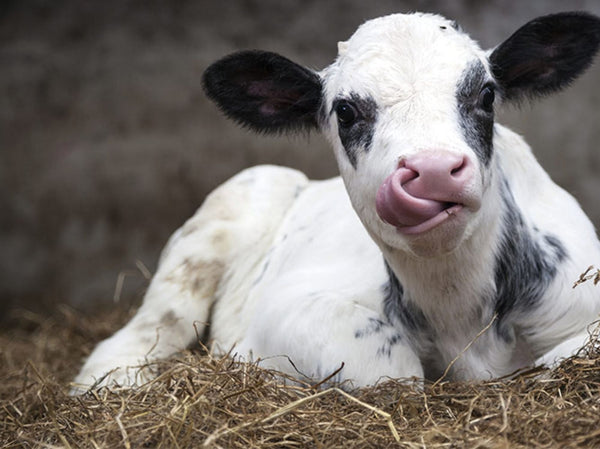 Vinterkalving – Slik sikrer du en god start for kalvene