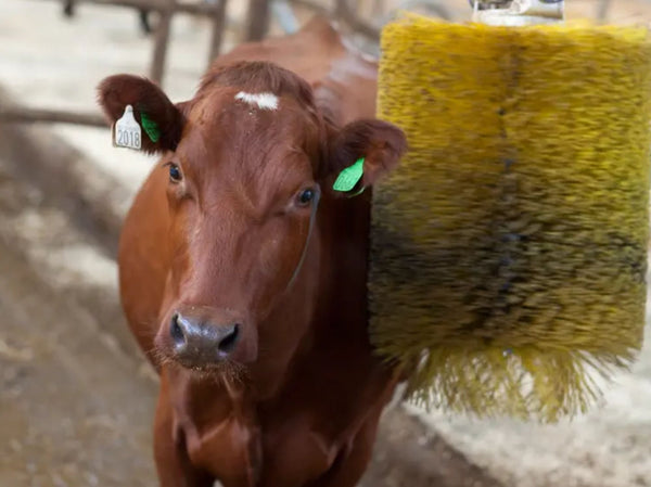 Fem gode vinterråd for dine melkekyr