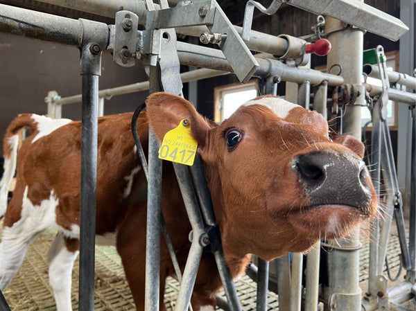 Tarmhelsen er avgjørende: Slik sikrer du kalvens helse fra fødsel