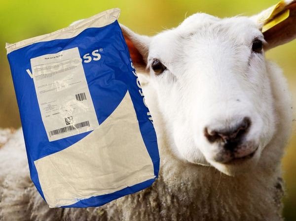 Styrk Sau: Optimaliserer helse og produktivitet i saueflokken