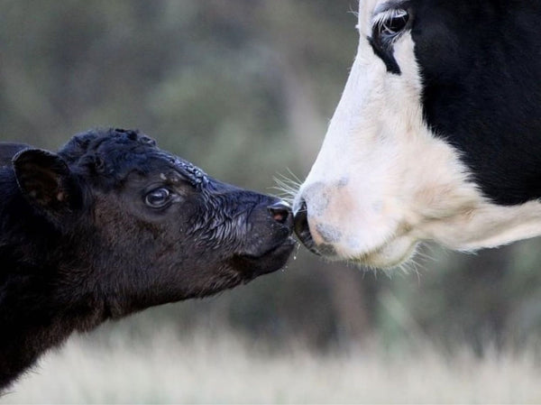 Elektrolytt Bolus: En pålitelig løsning for diaré hos kalver