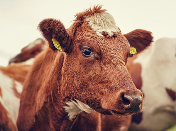 Forebygging av melkefeber og ketose hos sinku – slik sikrer du en god start på laktasjonen