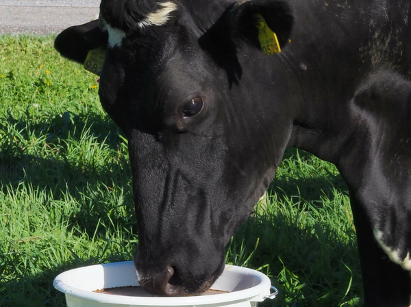 Stress hos husdyr kan ha betydelige negative effekter på både dyrehelse og produksjonseffektivitet.