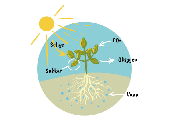 Slik får du søtere gras – og bedre ensilering