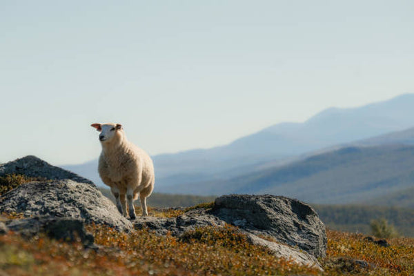 Verneutstyr for bonden – hva trenger du egentlig?