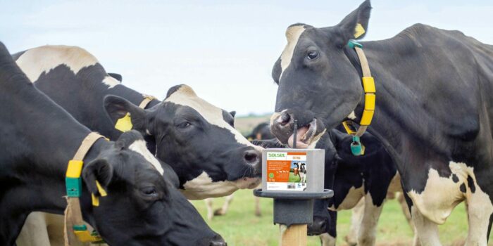 Moderne dyrehold betyr blant annet optimal fôring!