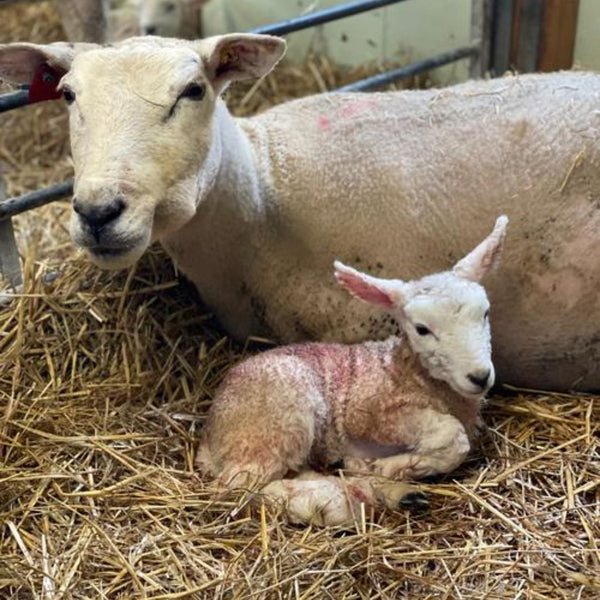 Hvorfor er nyfødte lam så sårbare?