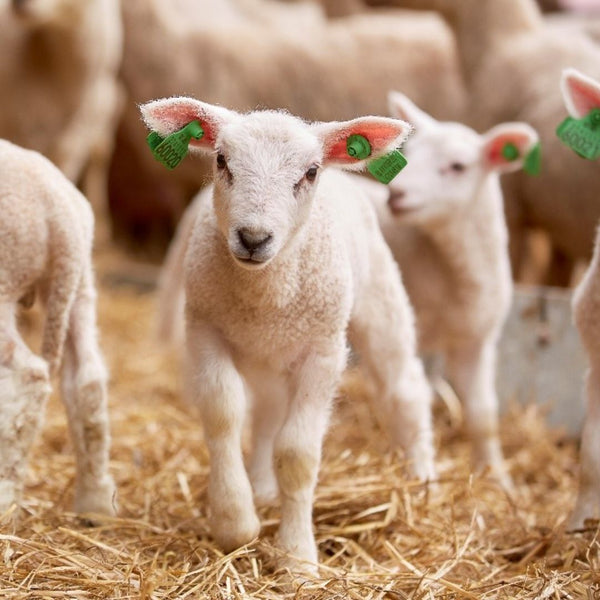 Lammesesongen nærmer seg – er du klar?