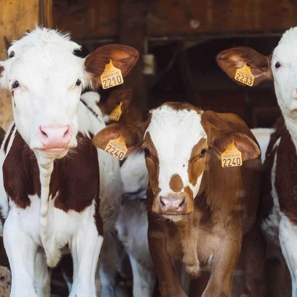 Optimal vinterfôring – Sikre god helse og produktivitet hos husdyrene