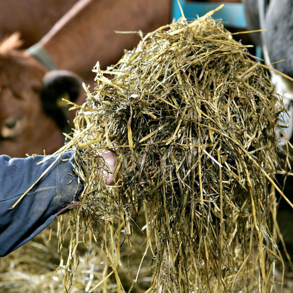 Hvordan kutthøyde påvirker fôrkvalitet