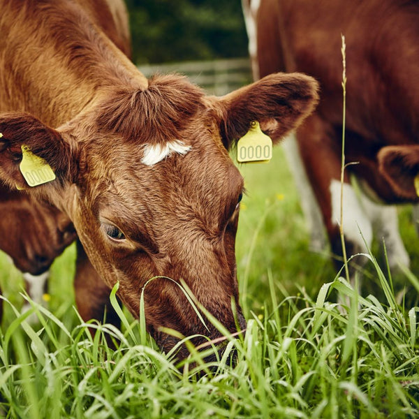 Naturlige måter å styrke immunforsvaret hos dyr