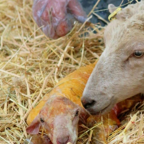 Råmelk – den viktigste måltiden i lammets liv