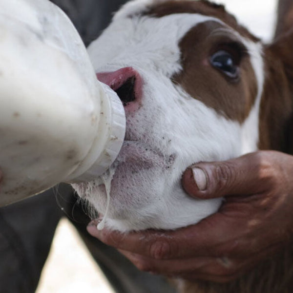 Riktig råmelksforvaltning – Grunnlaget for en sterk og frisk besetning