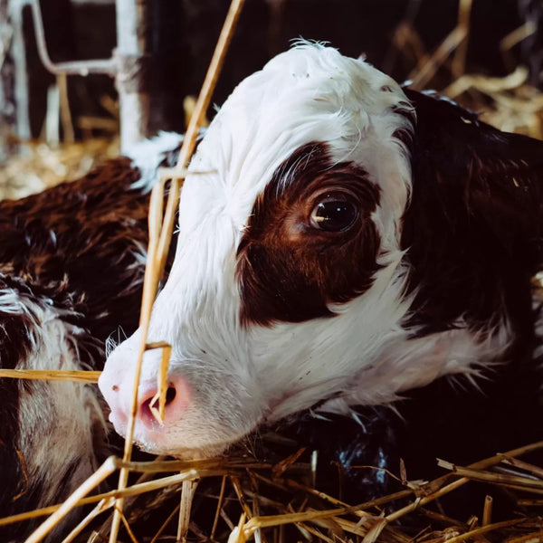 Fordøyelsesproblemer hos husdyr – årsaker og forebygging