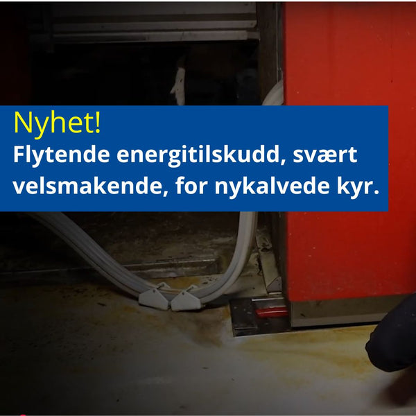 Energi Boost – Optimal Energitilførsel for Høytproduserende Kyr