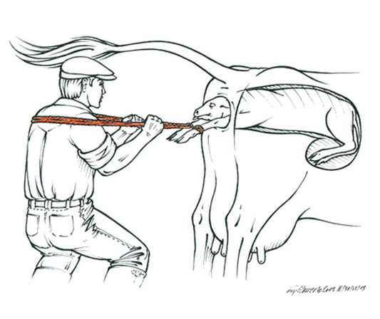 Kalvings-tau 2,5 Meter (14723)