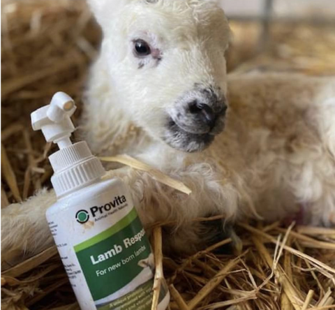 PROVITA LAMB RESPONSE 100ML