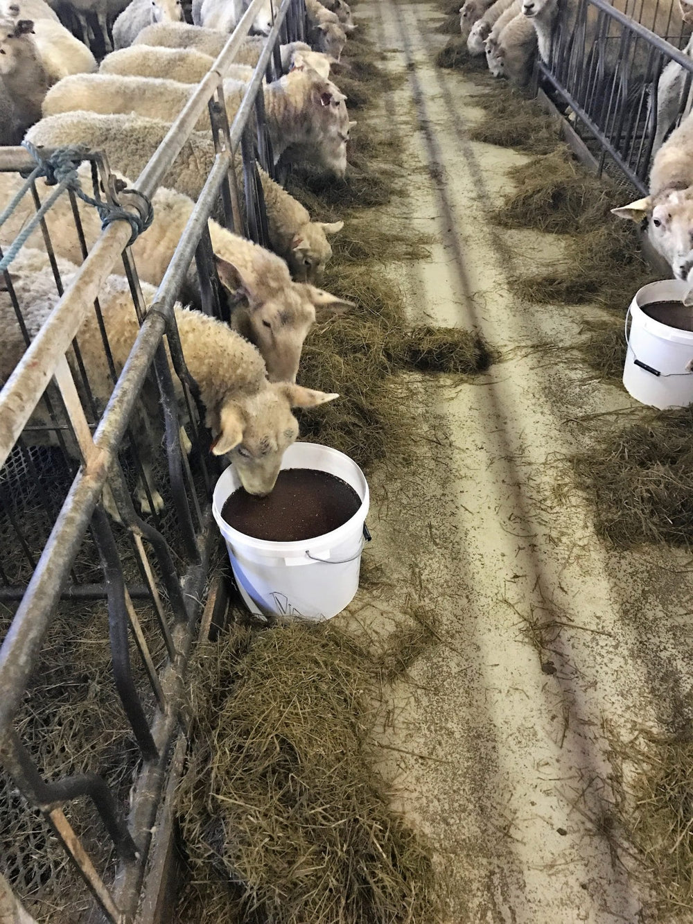 Sau ved fôrbrettet med Nordic Block mineralbøtter i fjøset