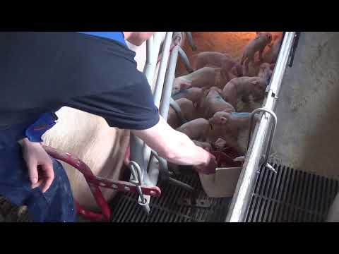 DIALYT EXPRESS 5 LITER